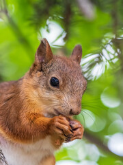 The squirrel with nut sits on a branches in the spring or summer.
