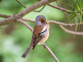 Common chaffinch, Fringilla coelebs, sits on a branch in spring on green background. Common chaffinch in wildlife.