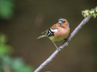 Common chaffinch, Fringilla coelebs, sits on a branch in spring on green background. Common chaffinch in wildlife.