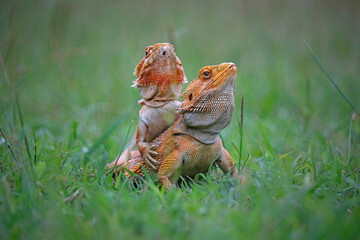 bearded dragon lizard