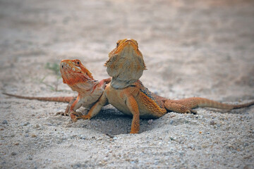 bearded dragon lizard