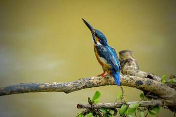 kingfisher on branch