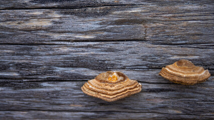 Polypore Mushroom Fungi (Gloeophyllaceae) With Yellow, Orange, and Brown Stripes Grown On The Wood Fence. 