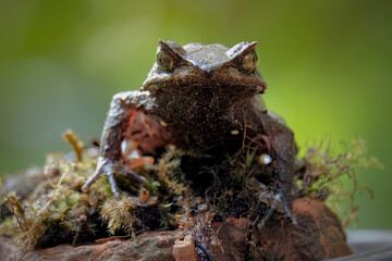 Asian horned frog megophrys montana