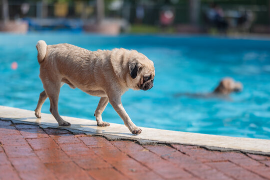 Pug dog walks by the pool