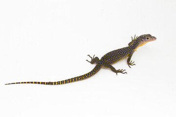 The mangrove monitor or Western Pacific monitor lizard (Varanus indicus) isolated on white background
