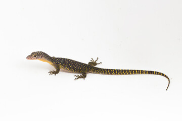 The mangrove monitor or Western Pacific monitor lizard (Varanus indicus) isolated on white background

