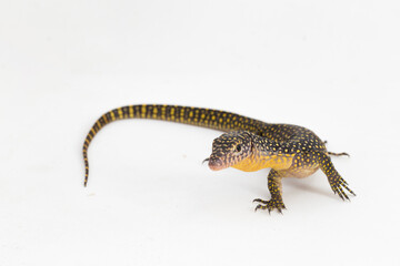 The mangrove monitor or Western Pacific monitor lizard (Varanus indicus) isolated on white background
