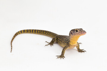 The mangrove monitor or Western Pacific monitor lizard (Varanus indicus) isolated on white background
