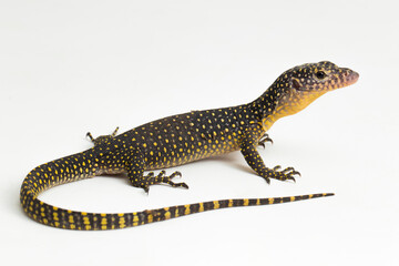 The mangrove monitor or Western Pacific monitor lizard (Varanus indicus) isolated on white background
