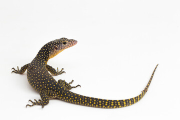 The mangrove monitor or Western Pacific monitor lizard (Varanus indicus) isolated on white background
