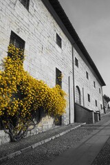 Low angle shot of a building with a yellow flowering plant outside