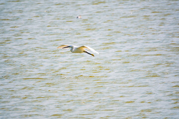 The flight of the little egret or Small White Heron.