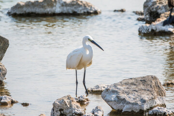 The small white heron or Little egret stands in the lake