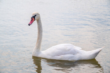 Graceful white Swan swimming in the lake, swans in the wild. Portrait of a white swan swimming on a lake.
