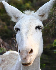 Close-up of the head of a white donkey looking at the camera