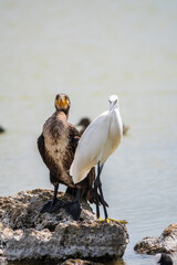 Small white heron, or Little egret, Egretta garzetta, and Great cormorant, Phalacrocorax carbo, sitting on a cliff and looking for fish in shallow water