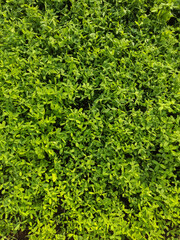 Trifolium alexandrinum, Egyptian clover, berseem clover in a indian farm.