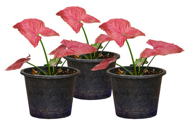 Syngonium red japan