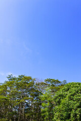 Fototapeta premium lush green trees under a bright blue sky