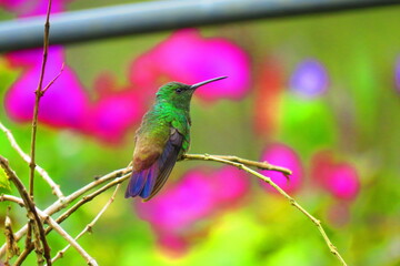colibrí de barriga verde con fondo difiso de flores violeta