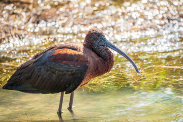 The glossy ibis, latin name Plegadis falcinellus, searching for food in the shallow lagoon.