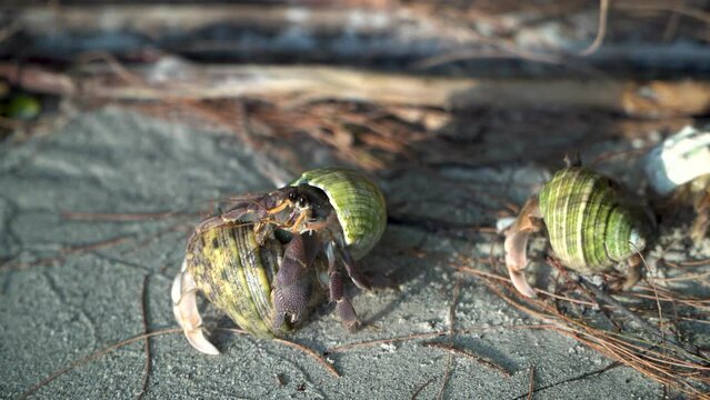 Mating games of hermit crabs on the beach