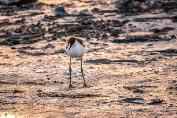 Water bird pied avocet, Recurvirostra avosetta, standing on salt lake shore in pink sunset light. The pied avocet is a large black and white wader with long, upturned beak