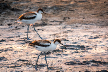 Two Water birds pied avocet, Recurvirostra avosetta, standing on salt lake shore in pink sunset light. The pied avocet is a large black and white wader with long, upturned beak