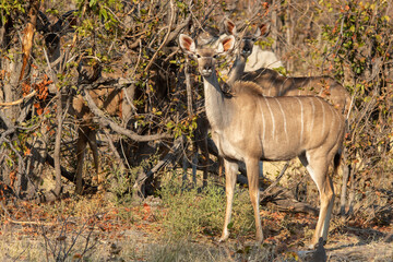 Greater kudu cows well hidden in the bushes on the African savannah