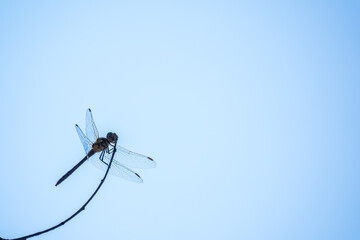 A large dragonfly sits on a branch on a blue sky background.