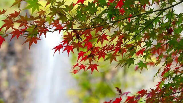 紅葉と滝の日本をイメージした映像