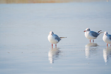 Flock of Seagulls, The European herring gull, swims on the calm lake shore