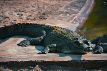 Closeup portrait of Gharial crocodile in Chitwan National park