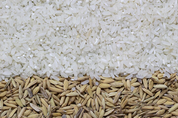 Top view of rice and paddy seeds texture background.