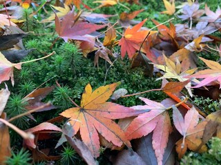fallen autumn leaves