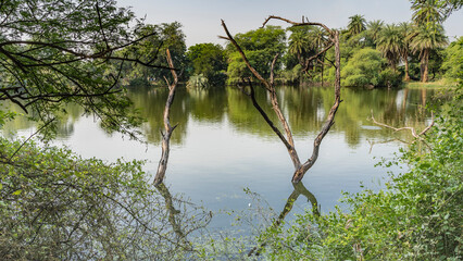 Fototapeta na wymiar The lake is surrounded by lush green vegetation. Bizarre dry driftwood rises above the water. Mirror image. India. Keoladeo Bird Park. Bharatpur