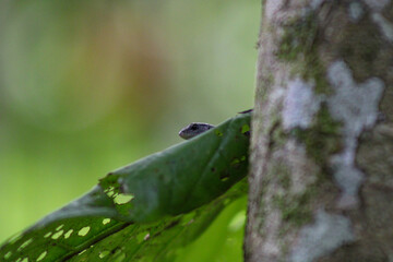 Lizard on a Leaf