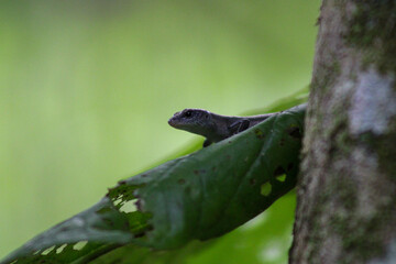 Lizard on a Leaf