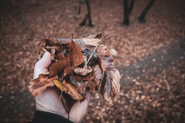 colorful autumn leaves held up with one hand