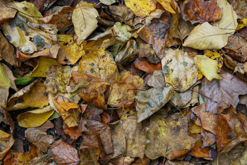 Fallen Leaves