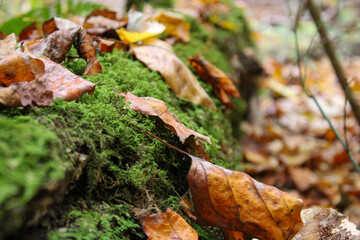 Mossy Log