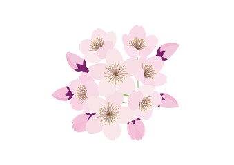 Obraz na płótnie Canvas 桜の花の房　花てまり