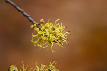 Tree branch