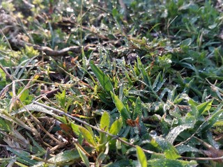 Drops on the grass.