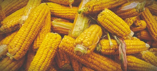Fototapeta na wymiar corn on the cob
