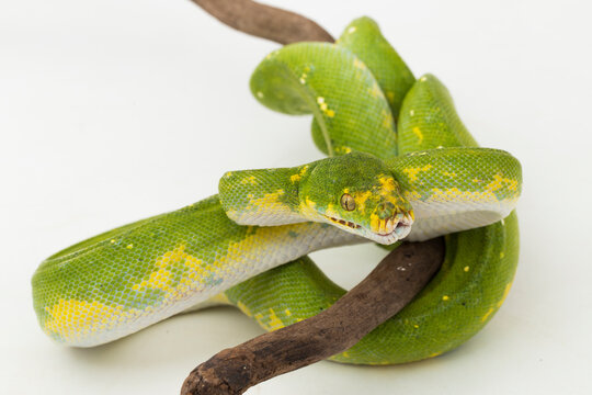 Green Tree Python Morelia viridis snake biak isolated on white background
