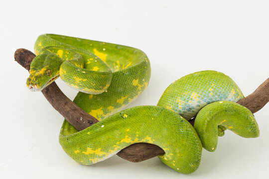 Green Tree Python Morelia viridis snake biak isolated on white background
