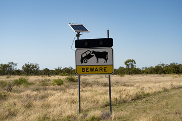 Sign warning of cattle on the road and accident potential with a solar panel powered set of lights...