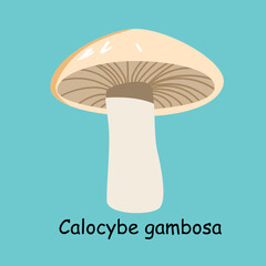 A flat vector of an edible mushroom isolated on a blue background. Flat illustration graphic icon